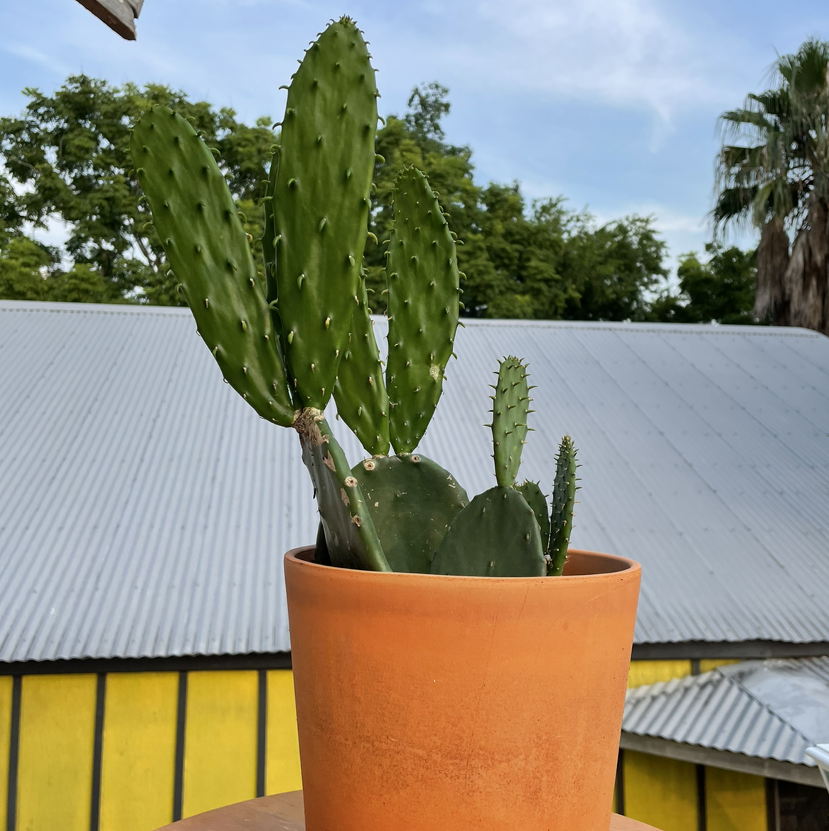 Smooth Prickly Pear plant in a terracotta pot with a corrugated metal roof in the background.