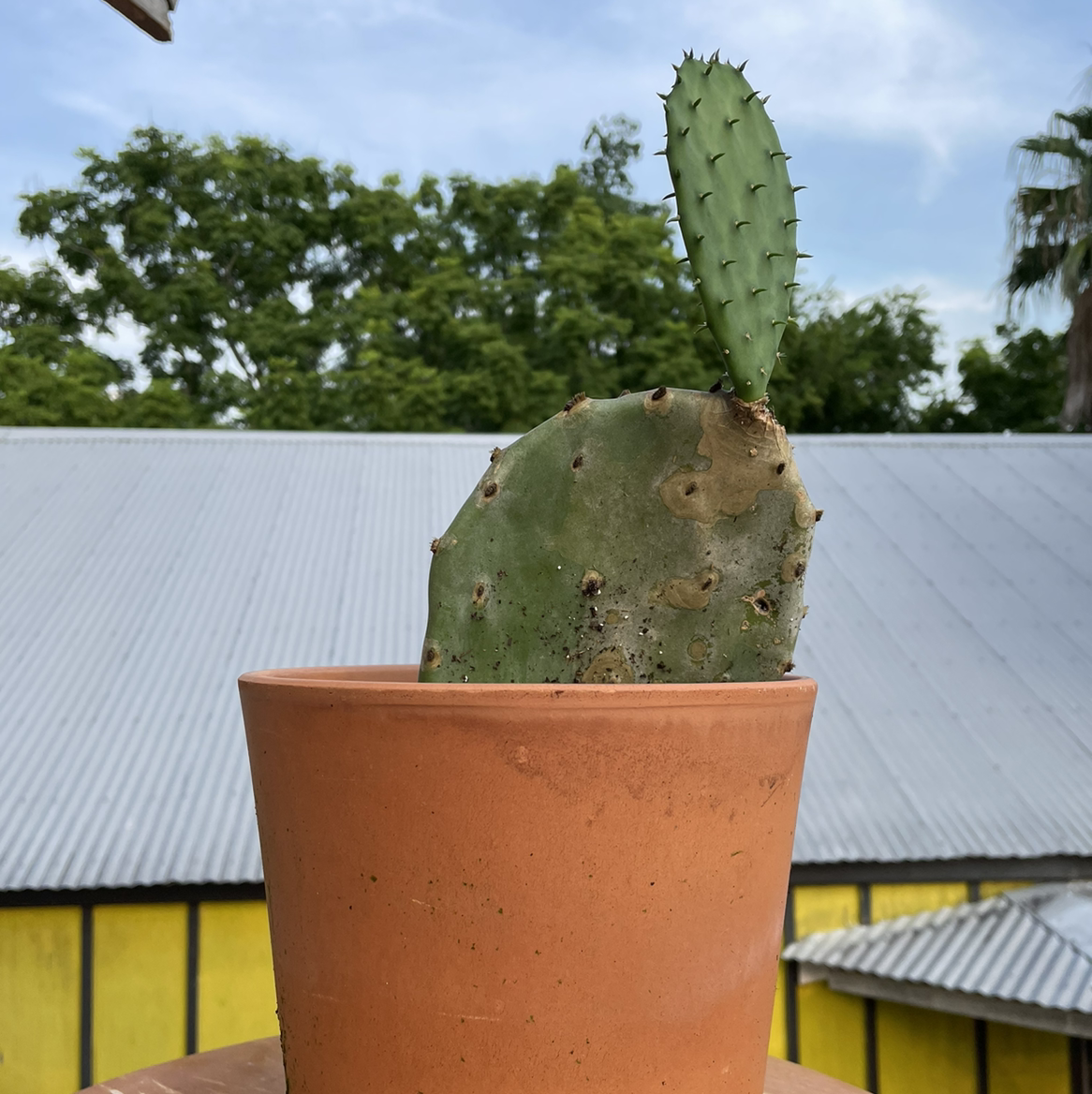 Barbary Fig plant in a terracotta pot with one large discolored pad and a smaller healthy pad.