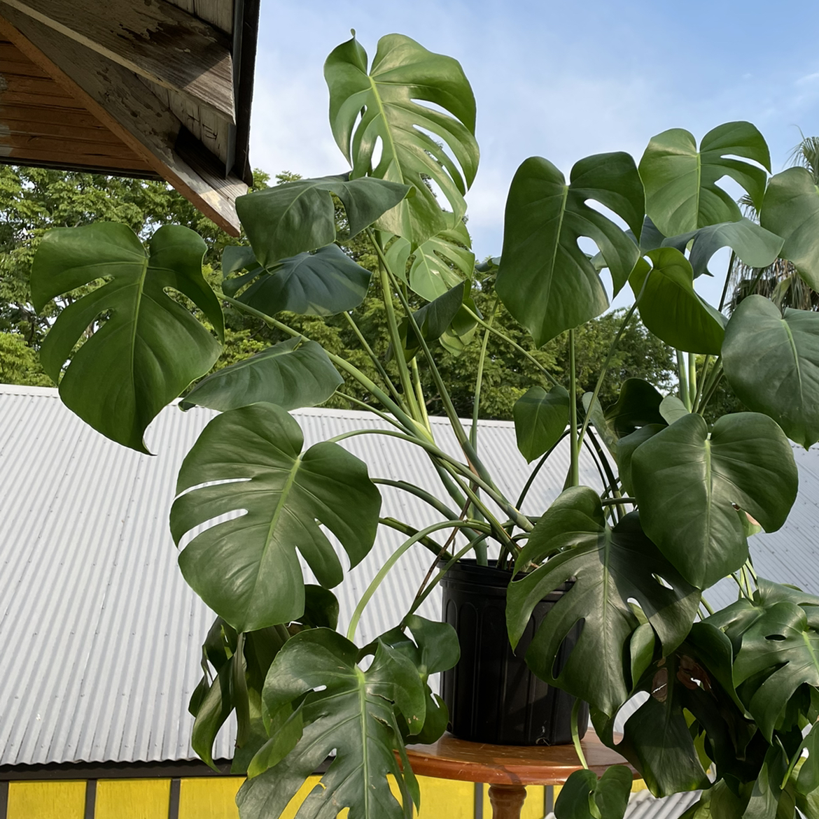 Large, healthy Monstera deliciosa plant with lush green foliage and fenestrated leaves, growing indoors in bright light.