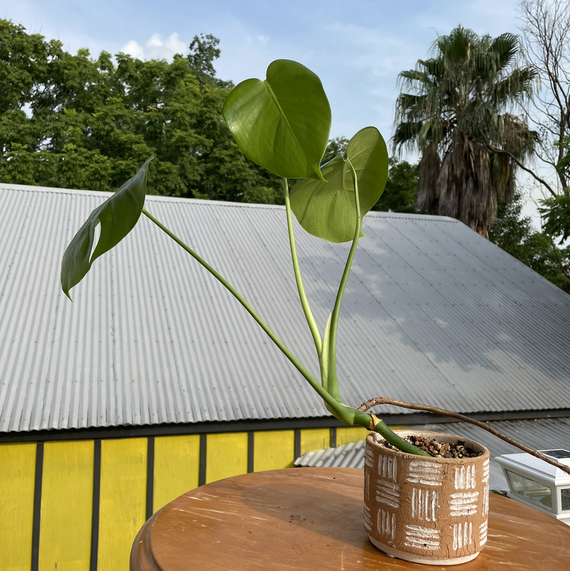 Monstera plant photo by @Kiersten named Alabama on Greg, the plant care app.