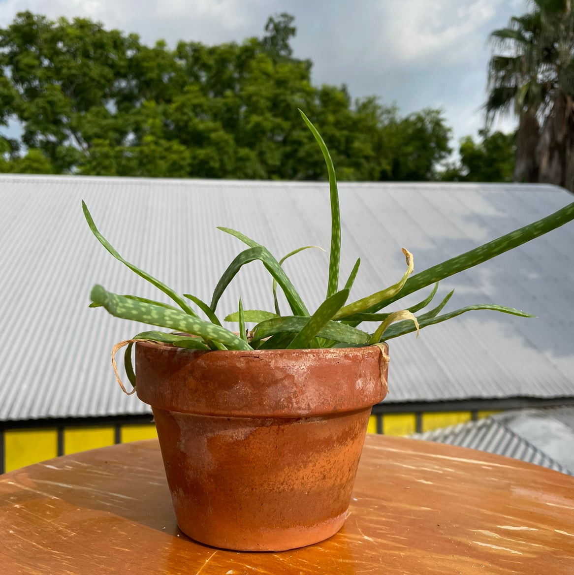 Yearround Light Requirements For My Aloe Vera