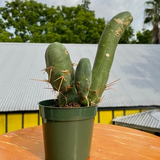 Penis Cactus plant in New Orleans, Louisiana