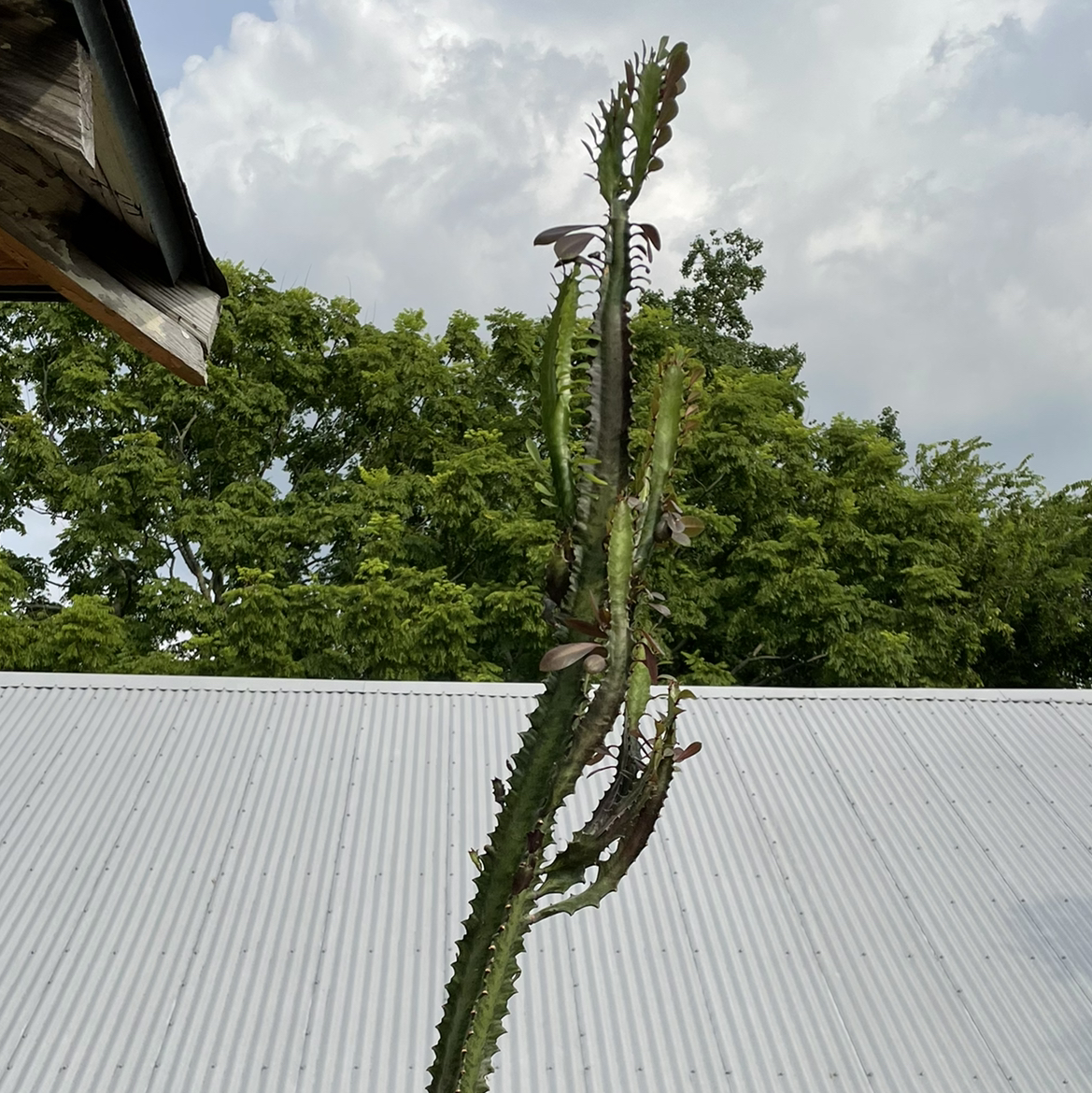 Canadian Fleabane plant photo by @Kiersten named O — Arches on Greg, the plant care app.