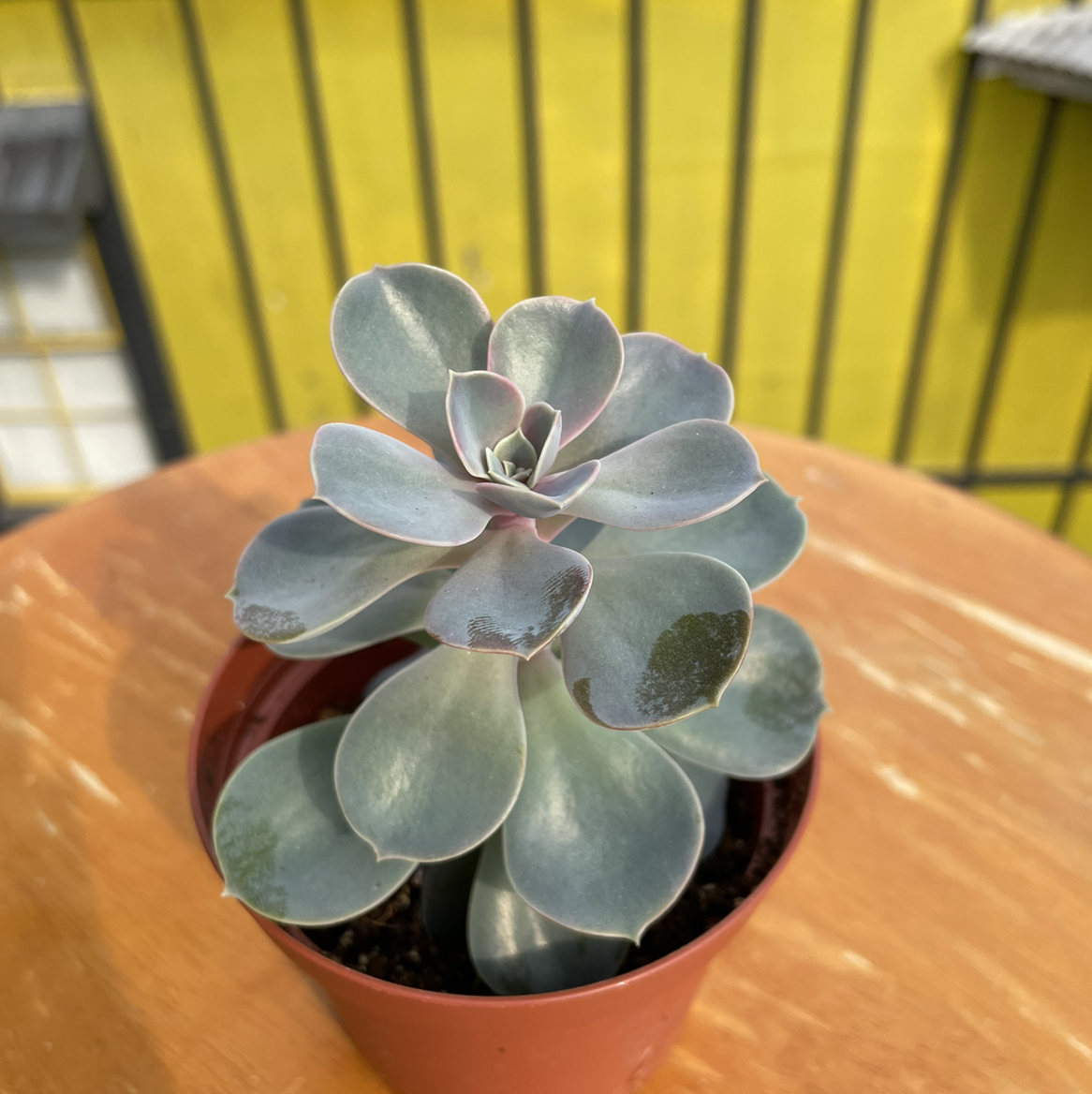 Healthy Echeveria 'Perle von Nurnberg' succulent in a small pot.