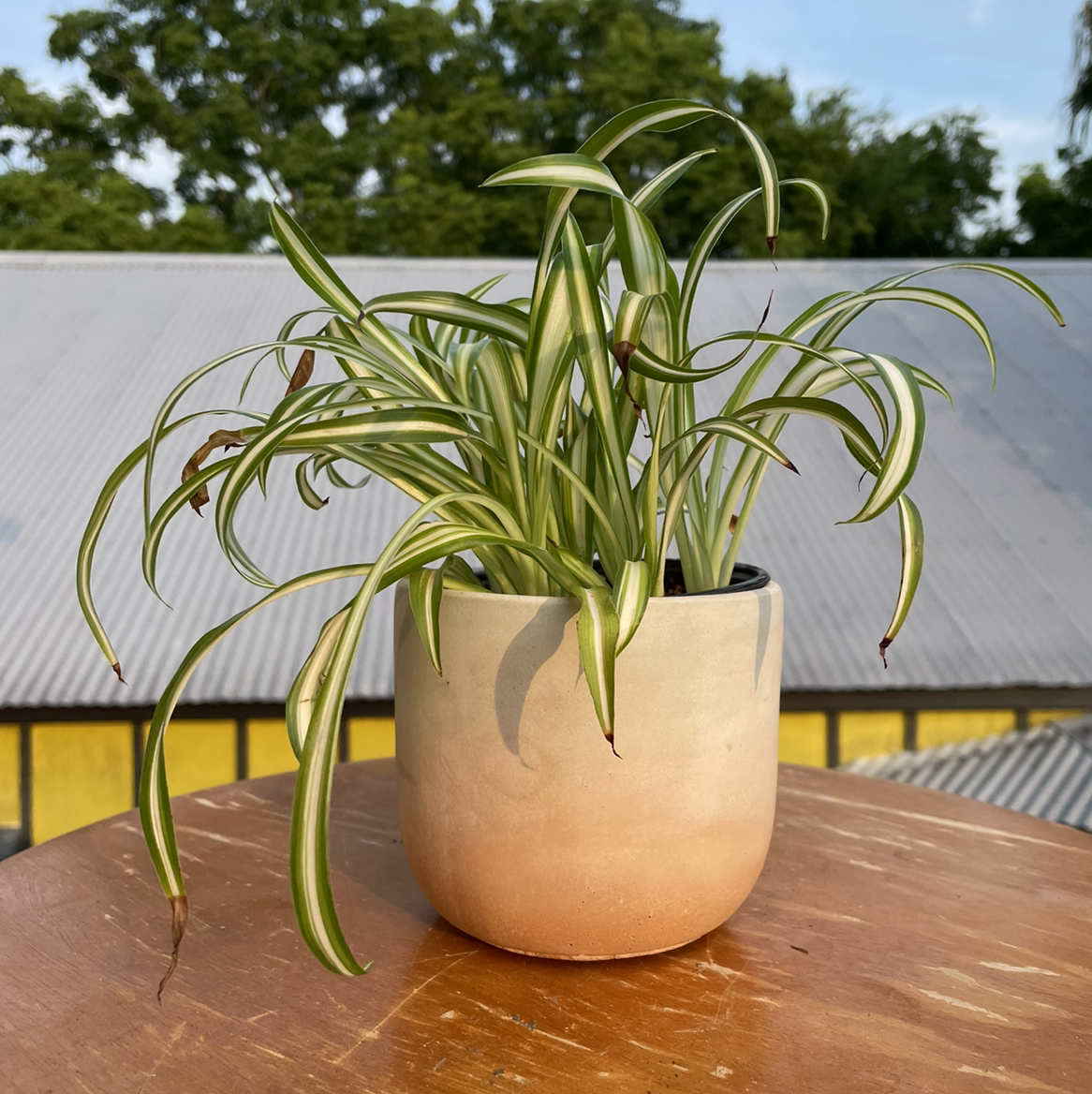 Photo of the plant species Variegated Alocasia Frydek by @Kiersten named LR — Araña on Greg, the plant care app