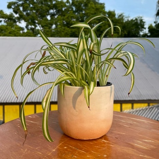 Spider Plant plant in New Orleans, Louisiana