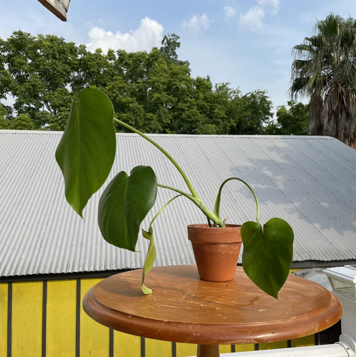 Healthy, thriving Monstera deliciosa plant with large fenestrated leaves in a terracotta pot on an outdoor table.
