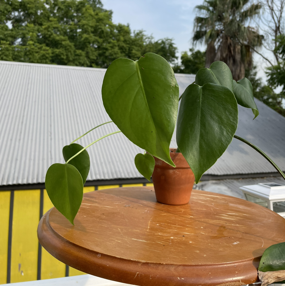 Close-up of a healthy Monstera deliciosa plant with large perforated leaves in a terracotta pot on an outdoor table.