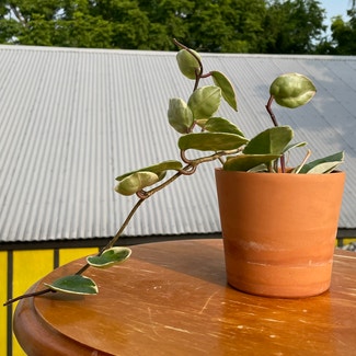 Hoya Carnosa Tricolor plant in New Orleans, Louisiana