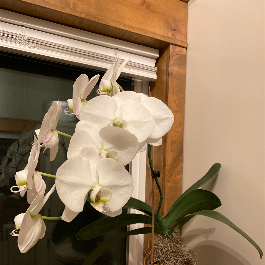 Phalaenopsis Orchid plant photo by Cheryl named Orchid on Greg, the plant care app.