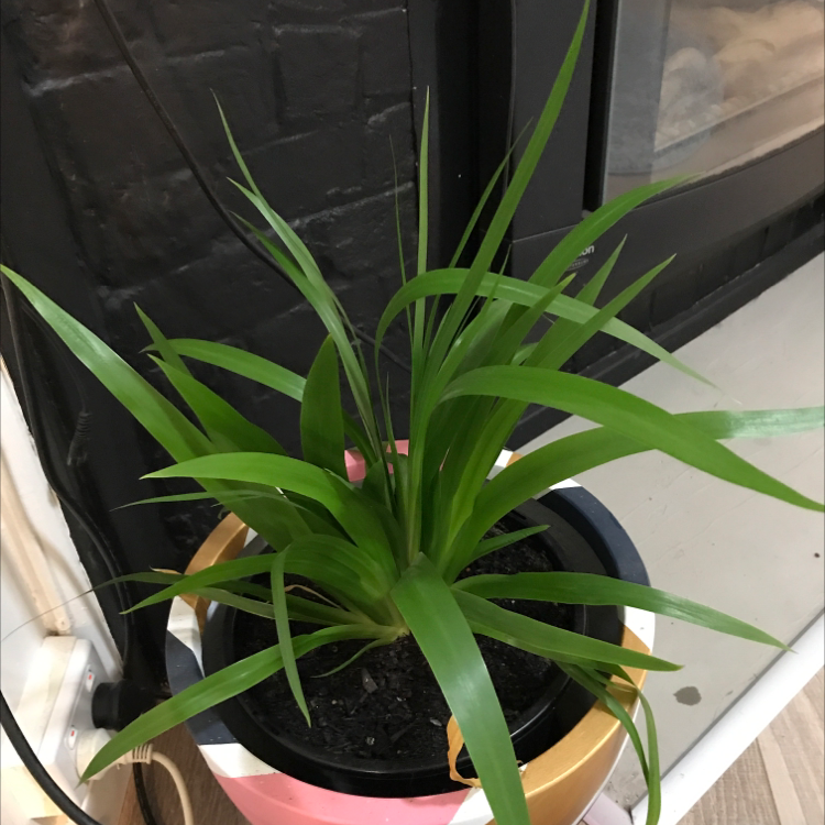 Photo of the plant species Trimezia northiana by Miryam named Peter Parker on Greg, the plant care app