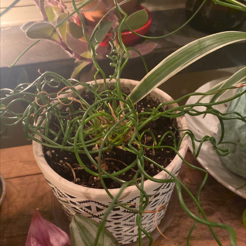 Corkscrew rush plant in a decorative pot with visible soil and healthy green twisted stems.