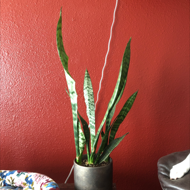 Black Coral Snake Plant plant photo by @jmgregory25 named Foreigner on Greg, the plant care app.