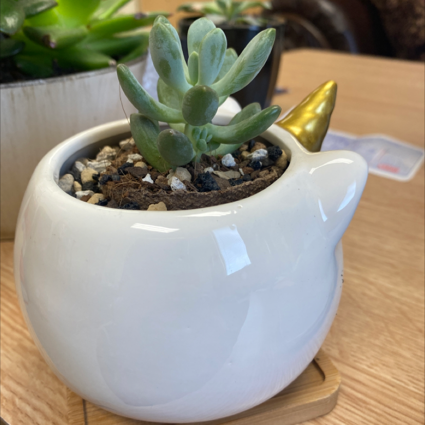 Photo of the plant species Pachyveria Little Jewel by @Jekkimoo named Bella on Greg, the plant care app