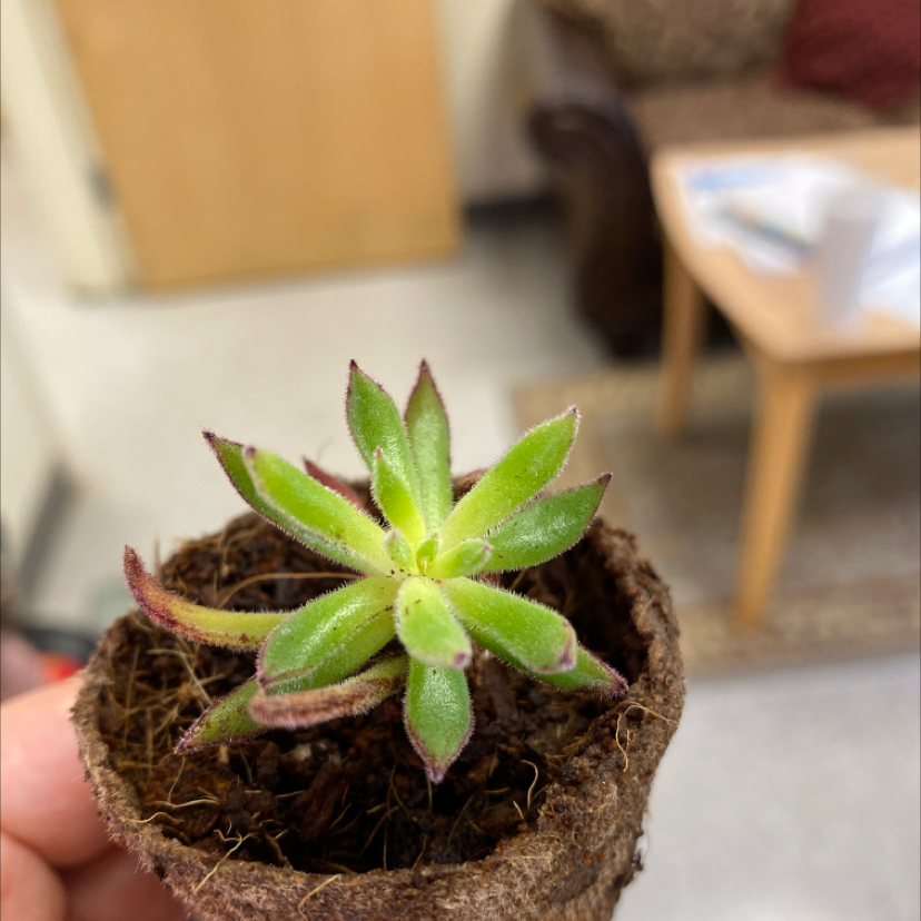 Echeveria 'Arrow Setosa' plant in a pot with some browning on leaf tips, indoor background.