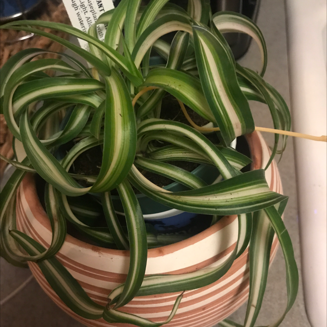 Curly Spider Plant in a striped pot with vibrant green and white leaves and a single yellowing leaf.
