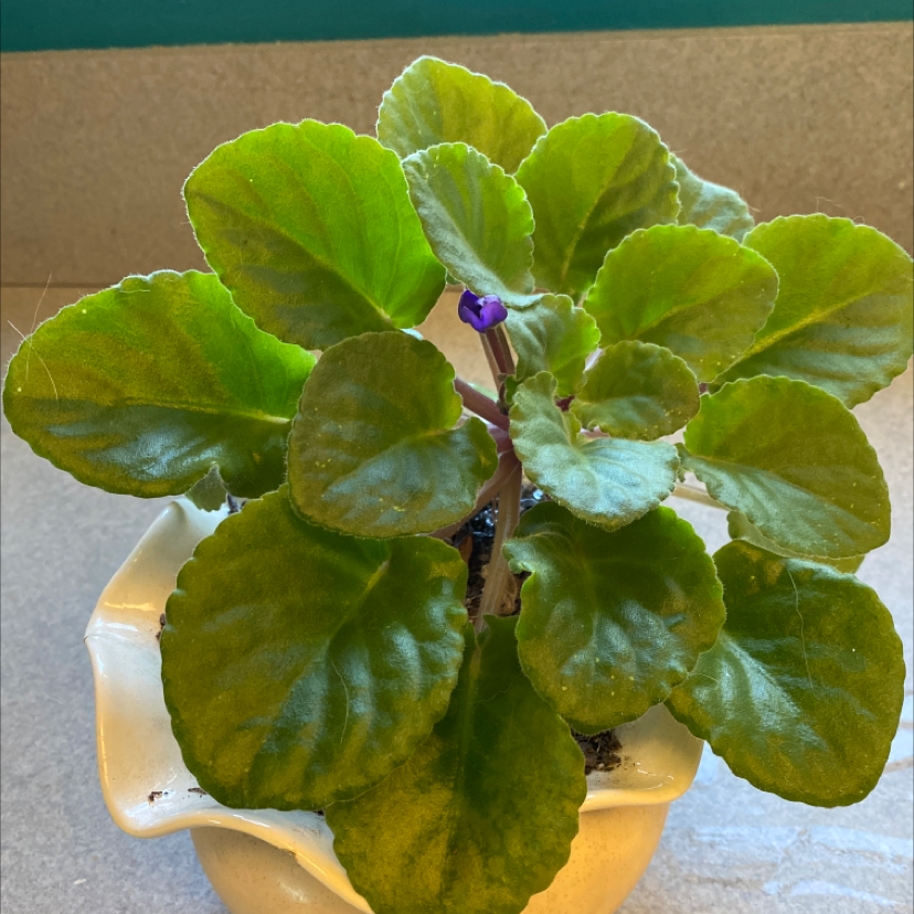 Kenyan Violet plant with healthy green leaves and a single purple flower bud in a ceramic pot.