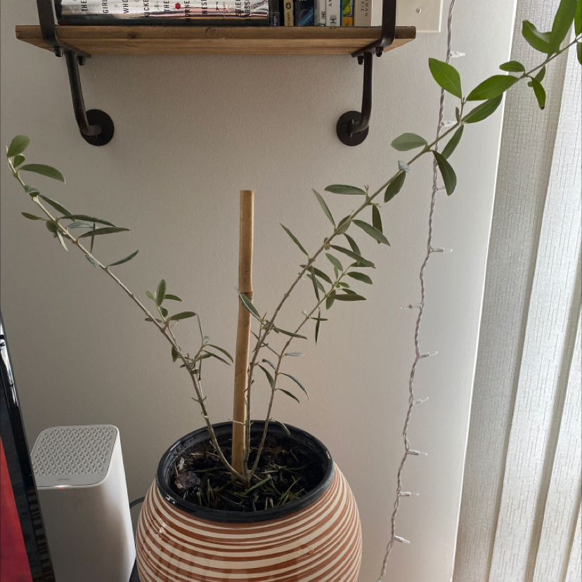 Indoor potted Olive Tree with thin branches and sparse leaves near a window.