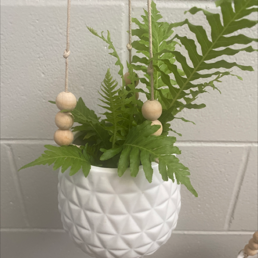 Silver Lady Fern in a white hanging pot with vibrant green leaves.