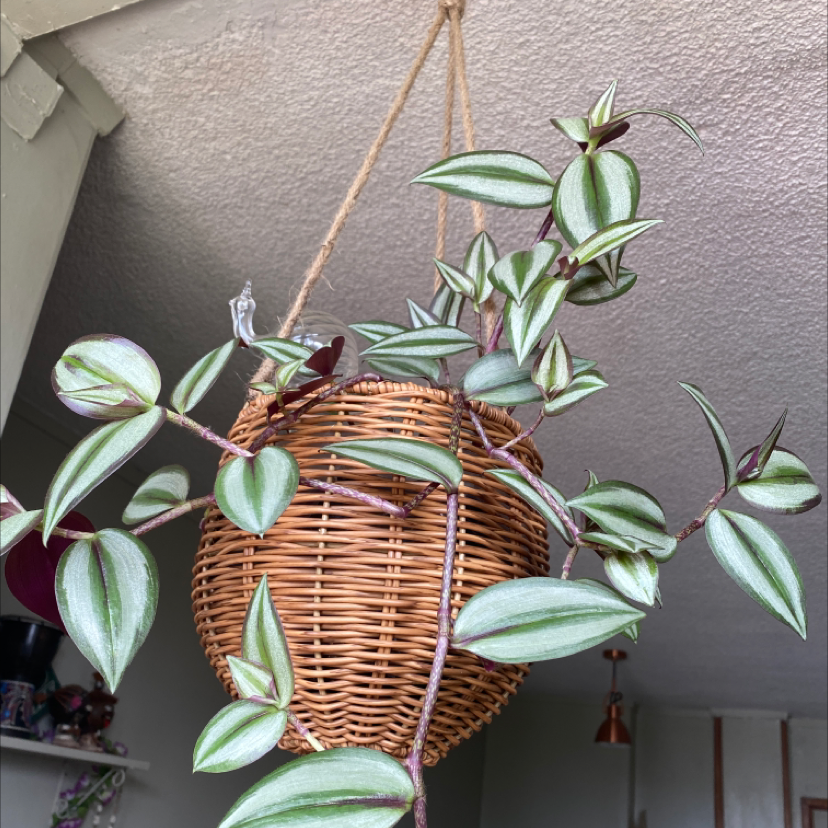 Photo of the plant species Tradescantia Zebrina by @Claires27 named da Vinci on Greg, the plant care app