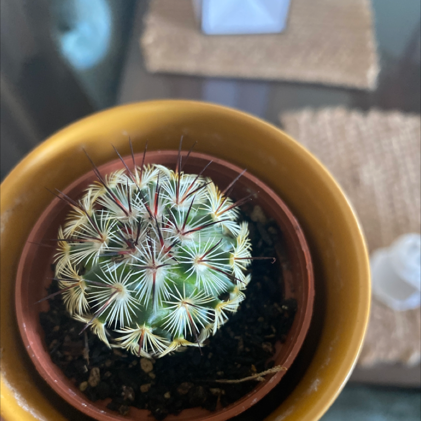 Top view of a healthy Mammillaria Uncinata cactus in a pot with visible soil.