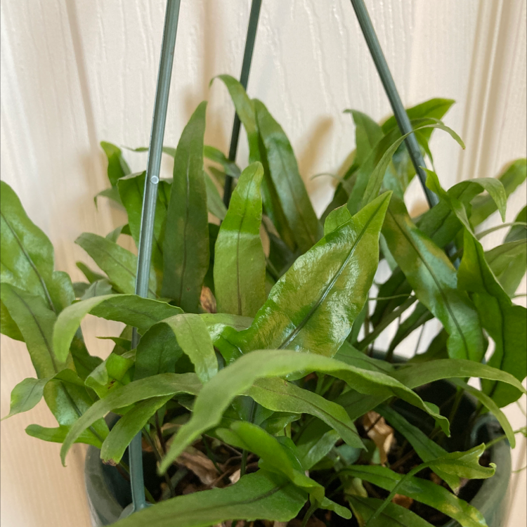 Photo of the plant species Kangaroo Paw by @Rubberplant named Hemingway on Greg, the plant care app