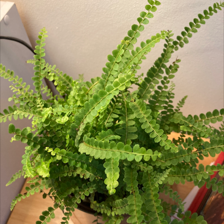 Photo of the plant species Maidenhair Spleenwort by @Rubberplant named Penelope on Greg, the plant care app