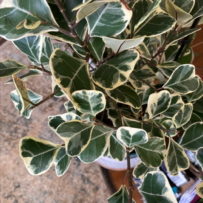 Fortune's Spindle plant with variegated green and white leaves.