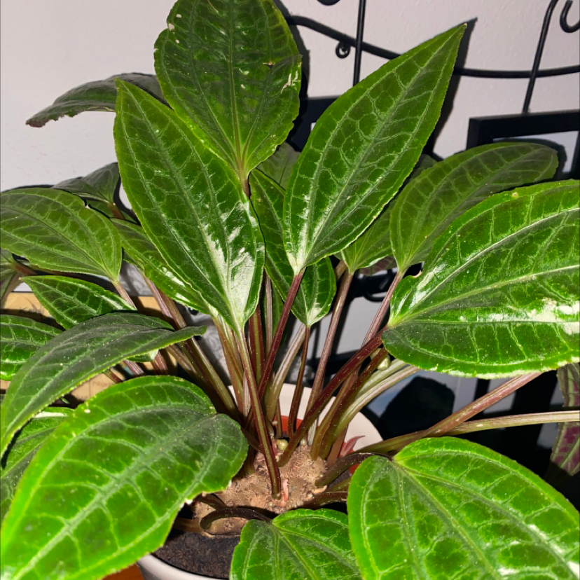 Photo of the plant species Monolena primuliflora 'Midnight Glory' by Amee named Your plant on Greg, the plant care app