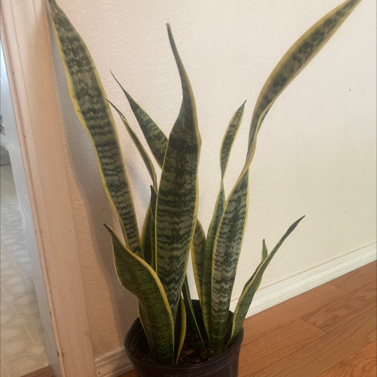 Snake Plant plant photo by Dakota named Snake plant on Greg, the plant care app.