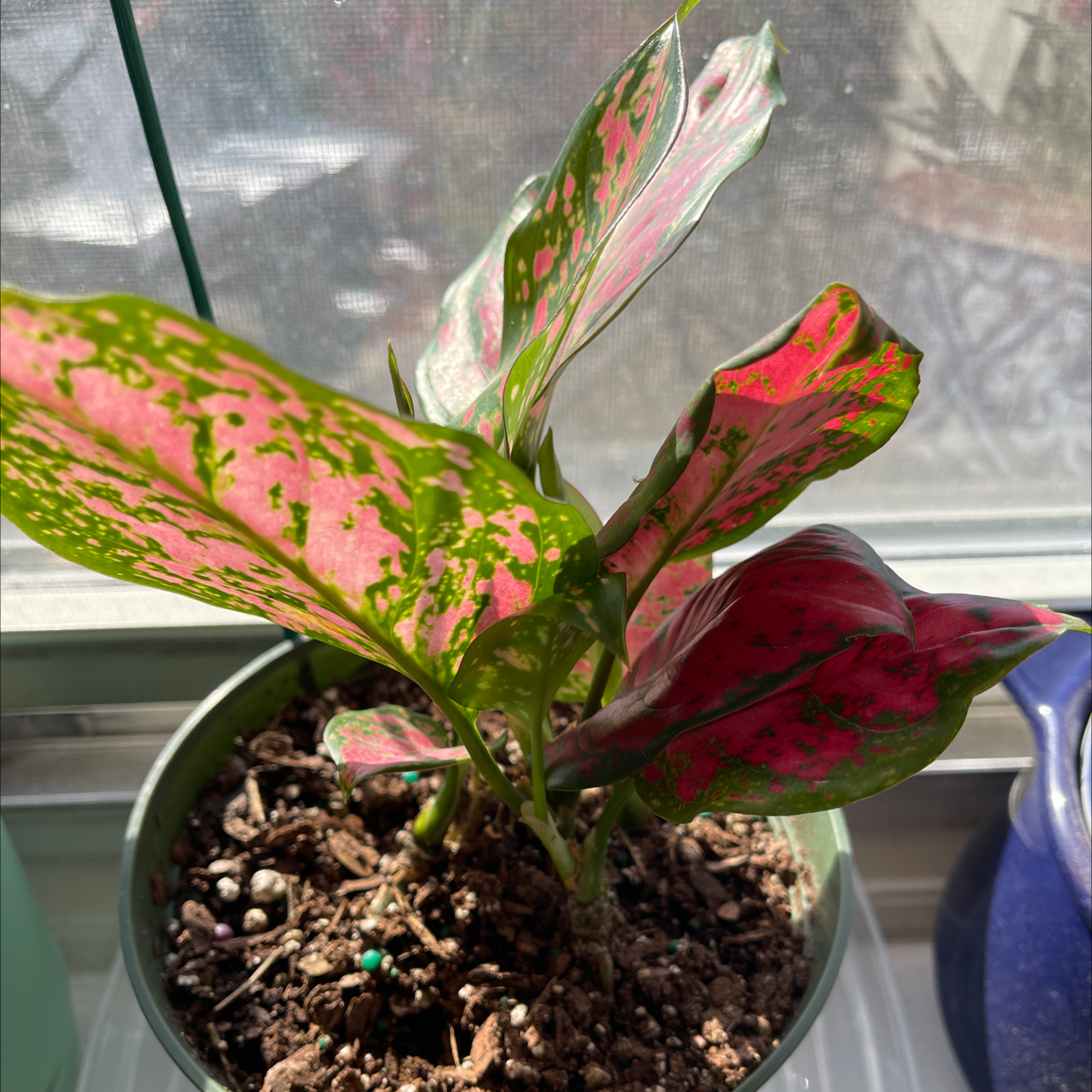 Chinese Evergreen 'Wishes' plant with vibrant green and pink leaves in a pot with visible soil.