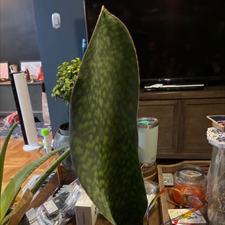 Whale Fin Snake Plant plant in Somewhere on Earth