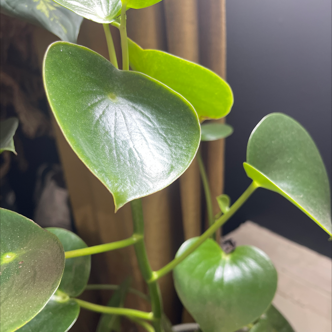 Photo of the plant species Raindrop Peperomia by Kaylen named Your plant on Greg, the plant care app