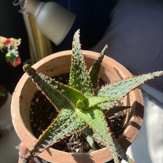Broad-Leaved Aloe plant in Somewhere on Earth