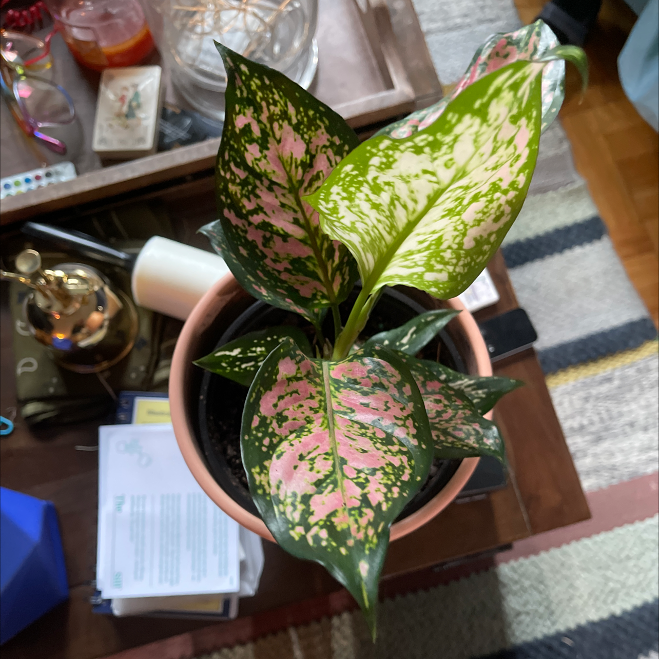 Chinese Evergreen 'Wishes' plant in a pot with vibrant green and pink variegated leaves.