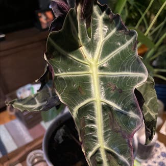 Alocasia Polly Plant plant in Somewhere on Earth