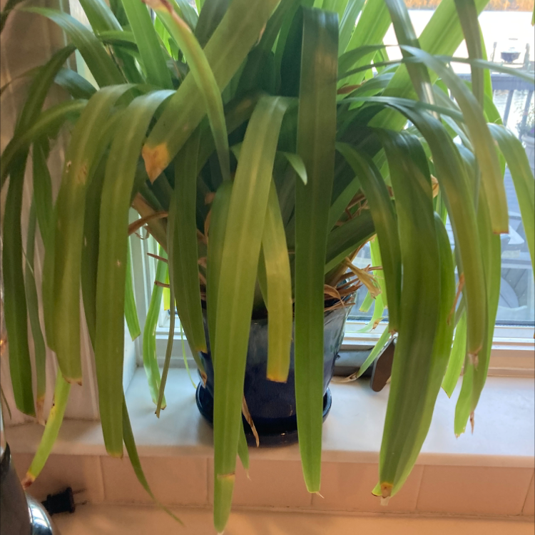 Spider Plant plant photo by Kat named Beyonce on Greg, the plant care app.