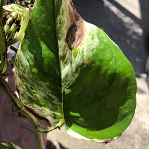 Epipremnum Aureum plant photo by Stefany named Your plant on Greg, the plant care app.