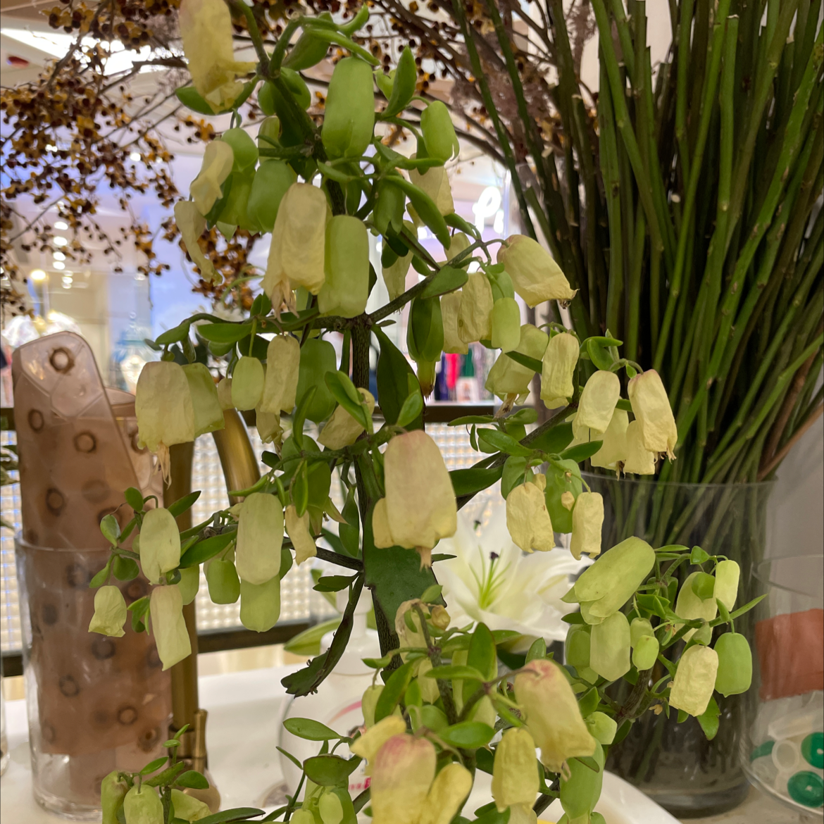 A thriving Cathedral Bells plant with many light green bell-shaped flowers hanging from vibrant green stems and leaves.