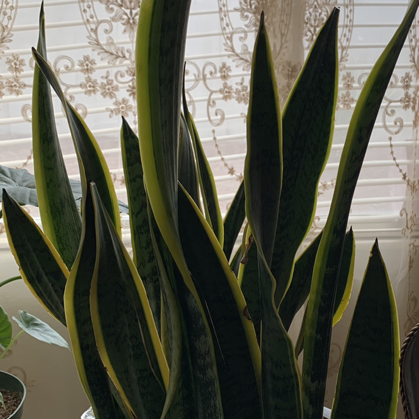 Snake Plant plant photo by @Plantsong named Ezra on Greg, the plant care app.