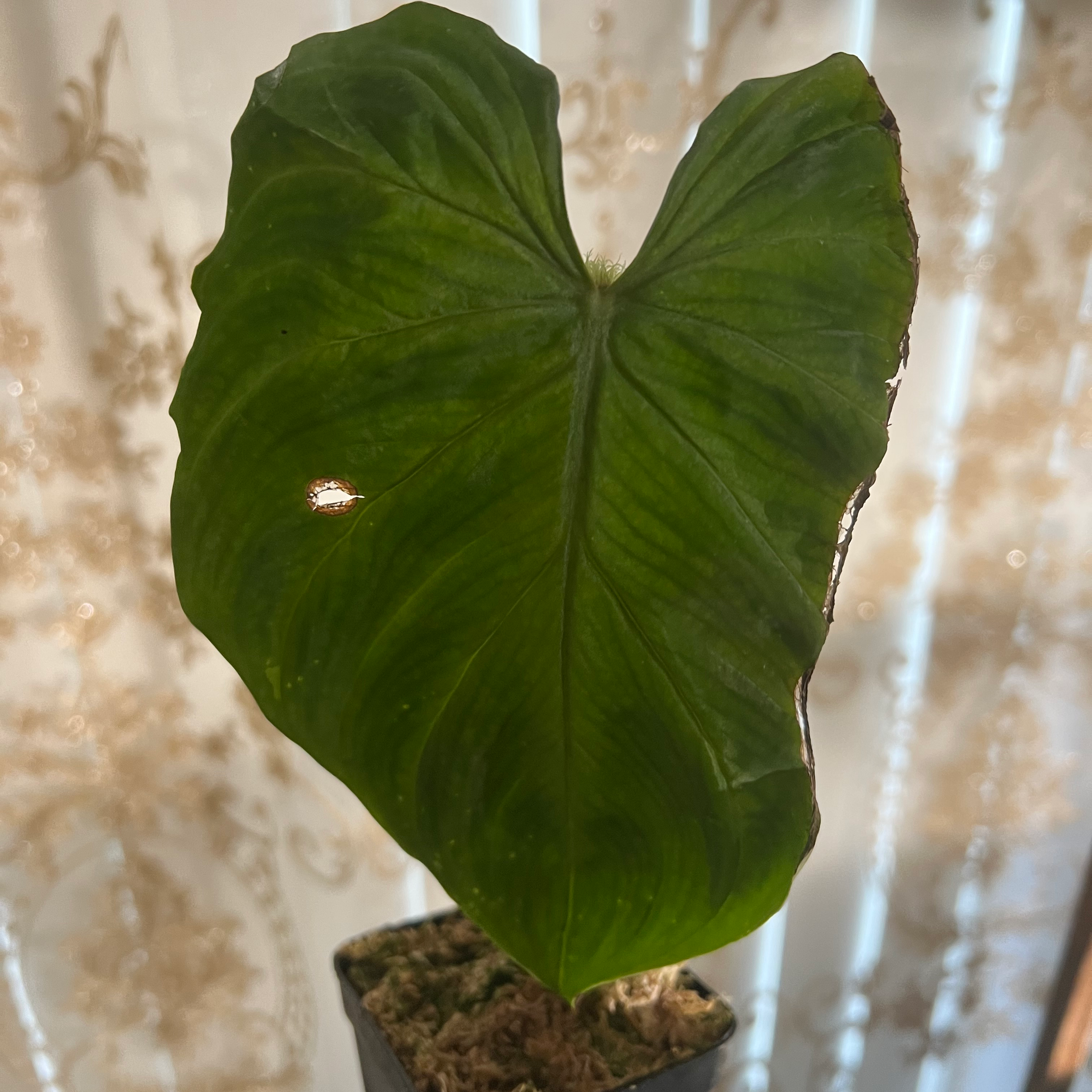 Single leaf of an Ecuador Philodendron with some damage, against a patterned curtain background.