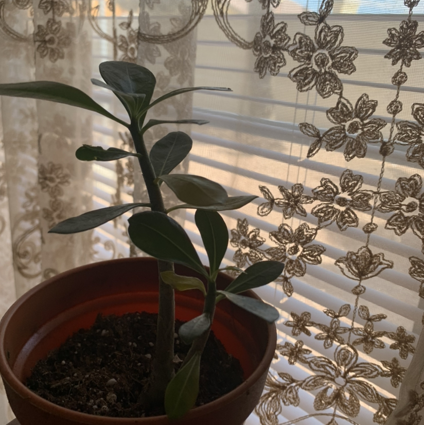 Desert Rose Plant plant photo by @Plantsong named Demeter on Greg, the plant care app.