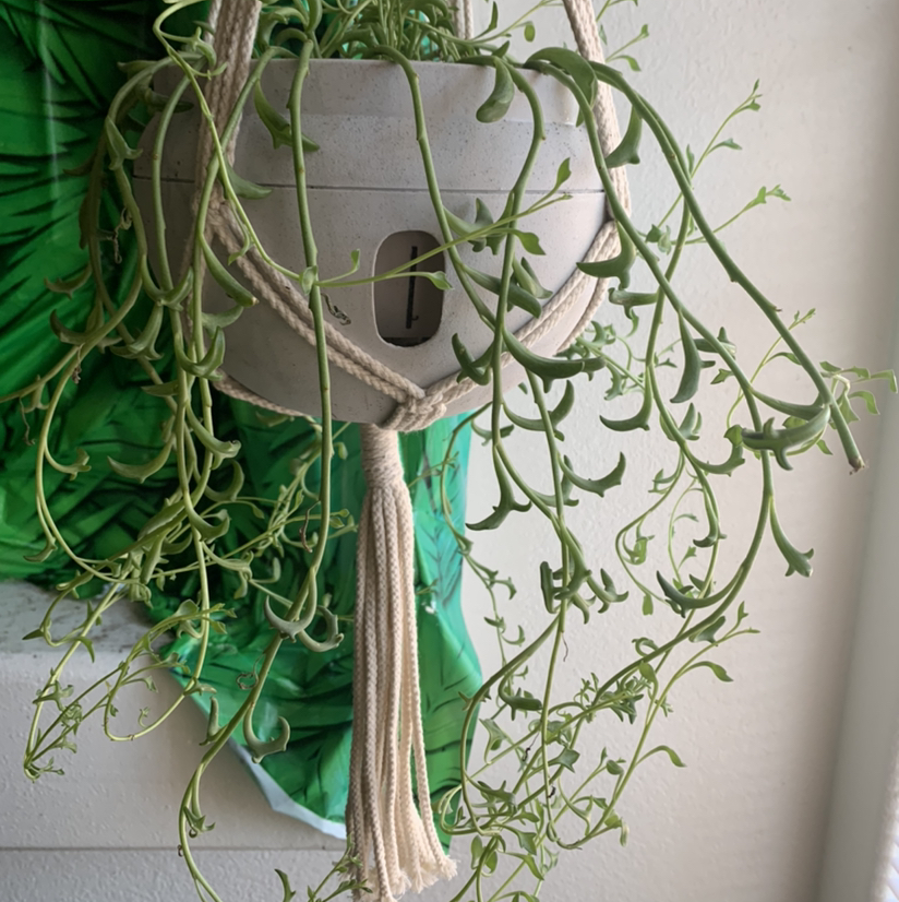 Dolphin Plants plant photo by @Plantsong named Amethyst on Greg, the plant care app.