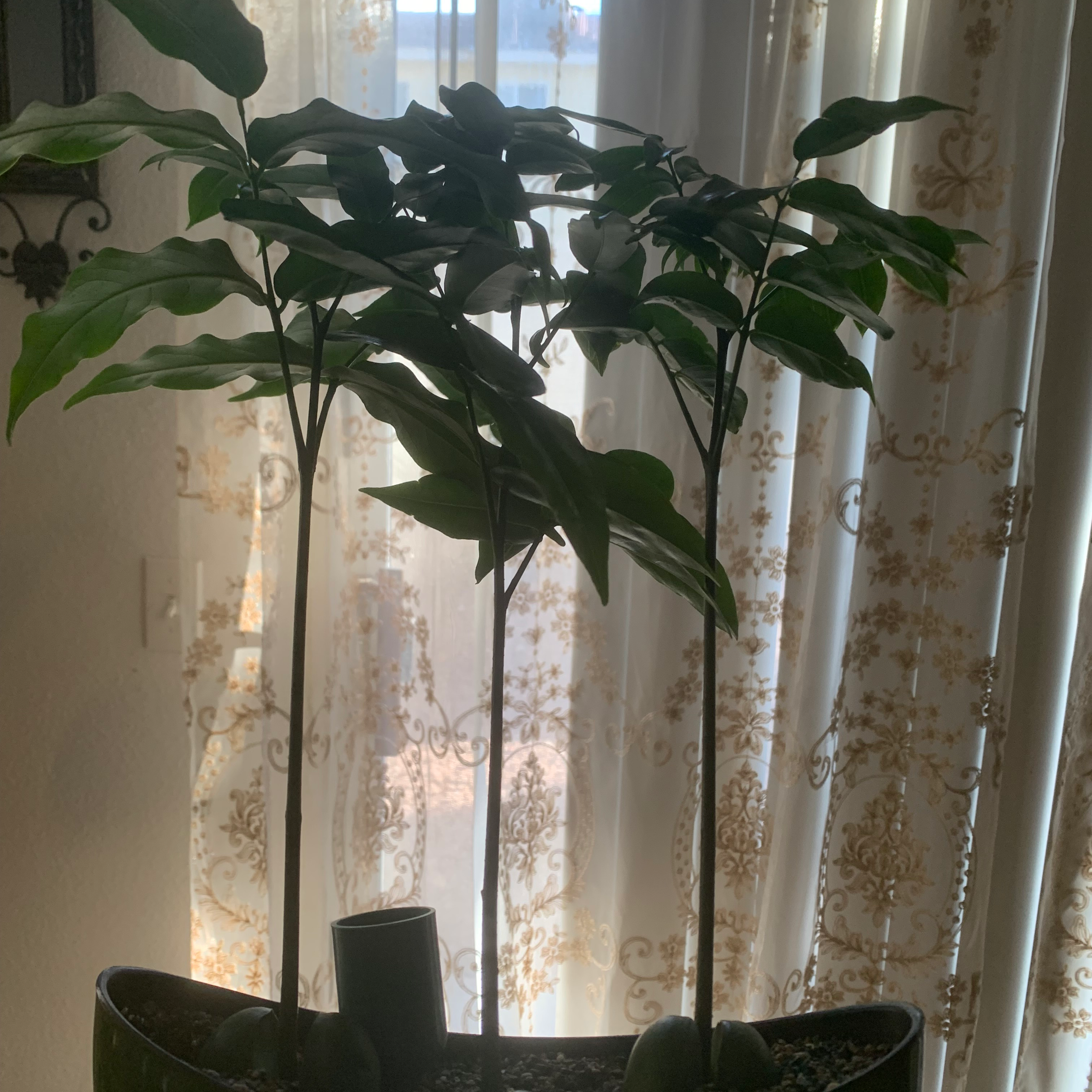 Indoor potted Lucky Bean Tree with multiple tall stems and green leaves near a window.