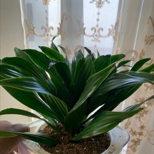 Dracaena 'Janet Craig Compacta' plant photo by @Plantsong named Abigale on Greg, the plant care app.