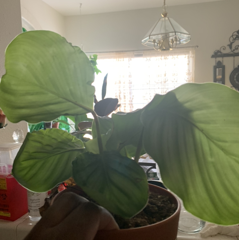 Calathea Orbifolia plant photo by @Plantsong named Zdenka on Greg, the plant care app.
