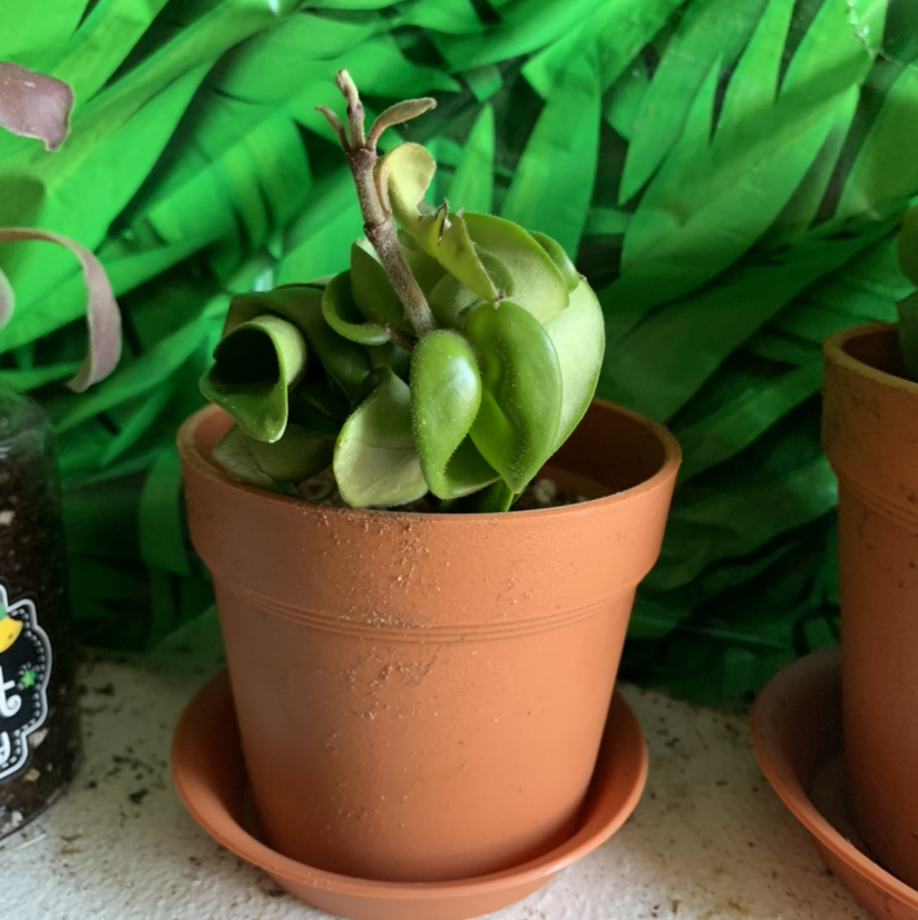 Hoya carnosa 'Compacta' plant photo by @Plantsong named Perseus on Greg, the plant care app.