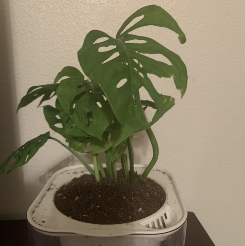 Monstera plant photo by @Plantsong named Scully on Greg, the plant care app.