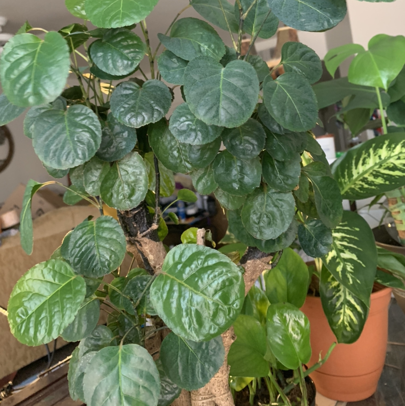Fabian Aralia plant photo by @Plantsong named Gladriel on Greg, the plant care app.