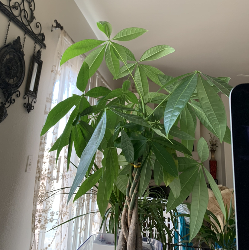 Money Tree plant photo by @Plantsong named Thandie (Tan-D) on Greg, the plant care app.